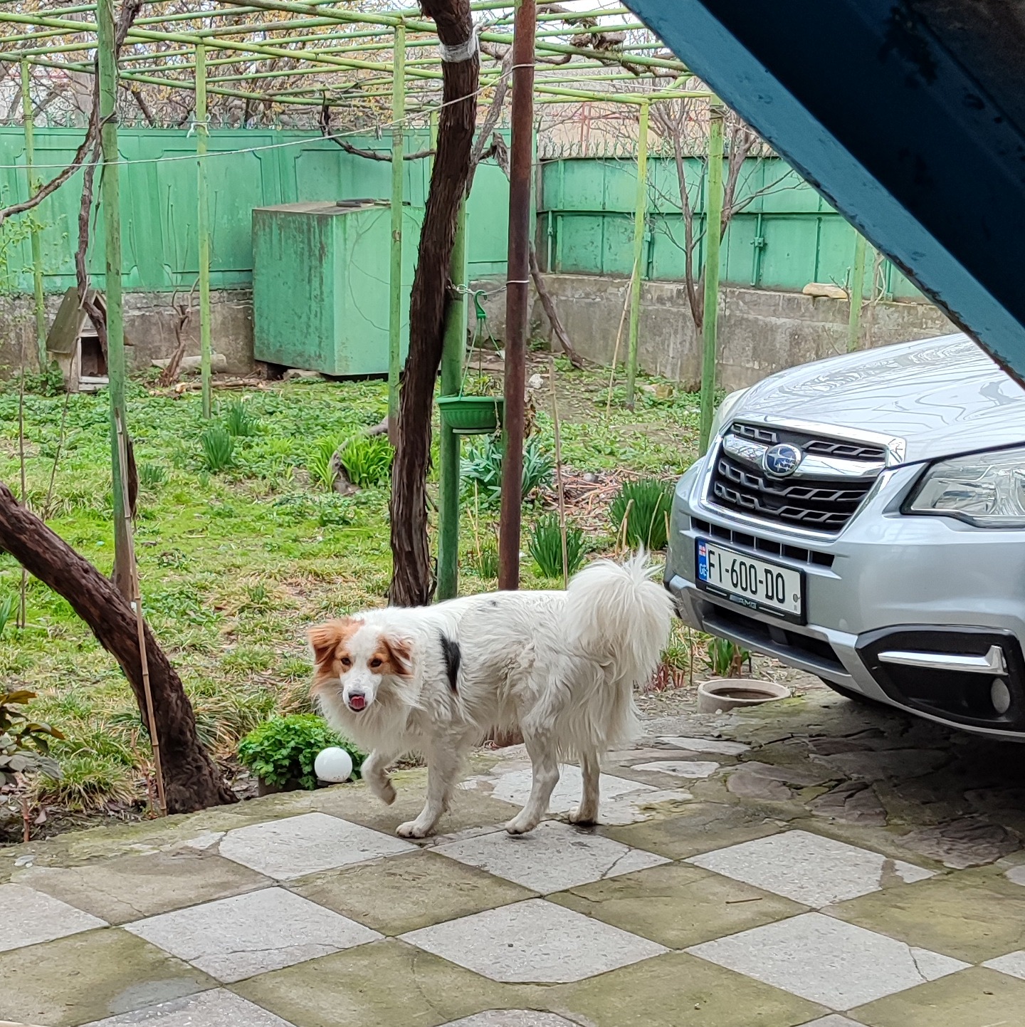 forester